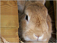 Harry the Rabbit at Little Edstone