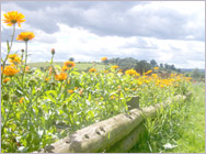 Marigolds and View  at Little Edstone