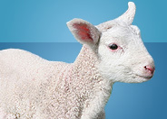 Spring Lamb